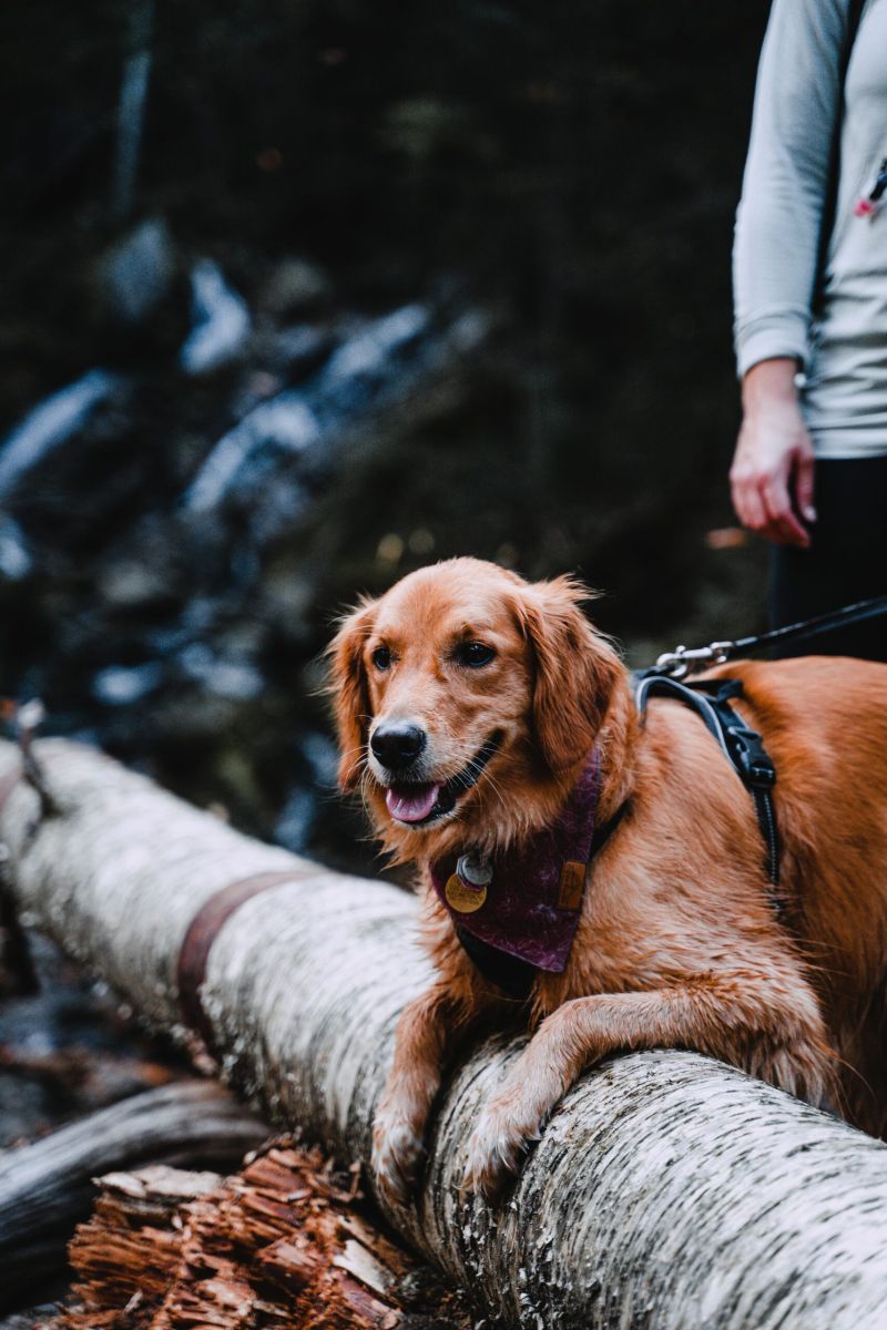 Best Dog Friendly Hikes In Us