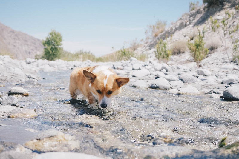 Best Dog Friendly Hikes Joshua Tree