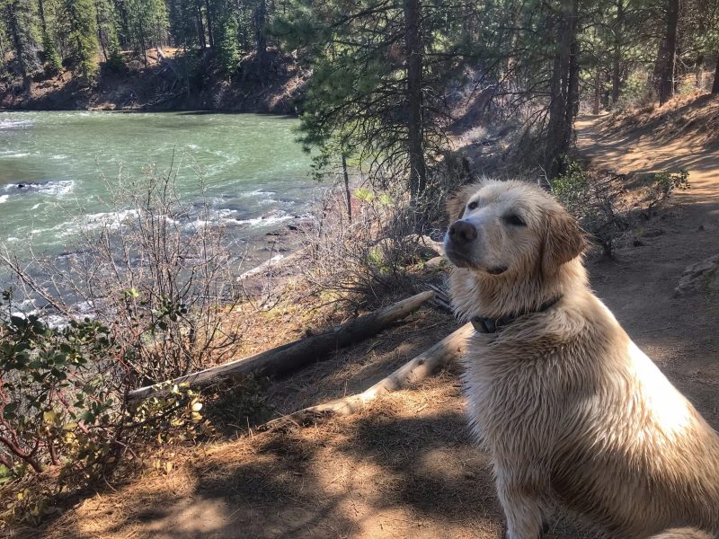 Best Dog Friendly Hikes Near Me