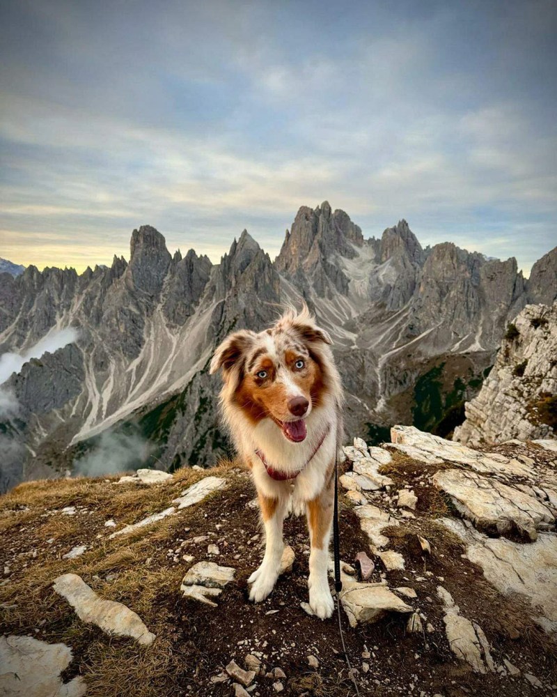 Best Dog Friendly Holidays Europe