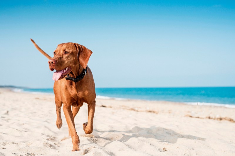 Best Dog Friendly Holidays Uk 2023