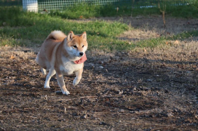 Best Dog Friendly Hotels Japan