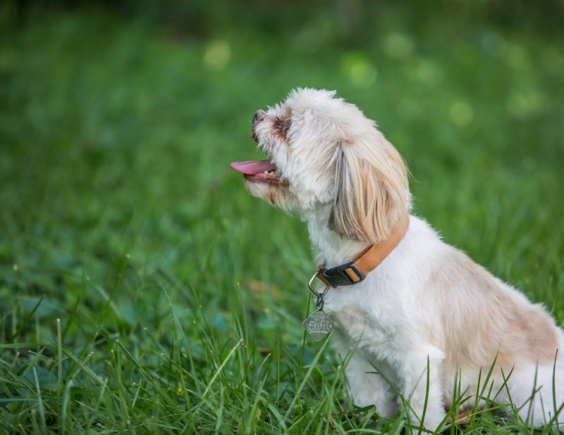 Best Dog Friendly Mulch