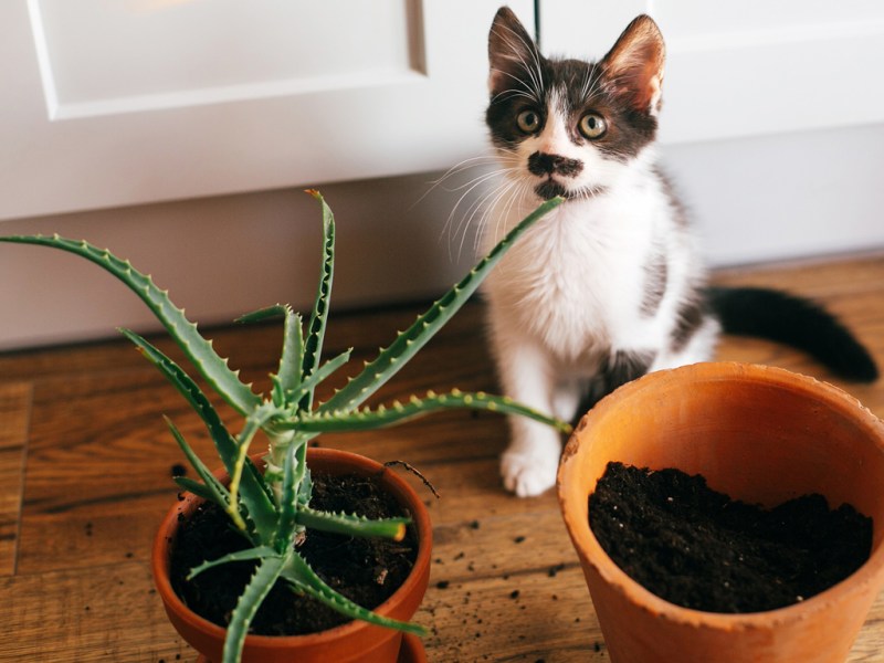 Best Dog Friendly Outdoor Plants