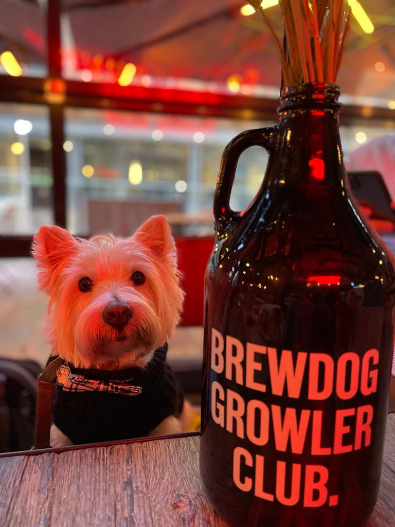 Best Dog Friendly Pubs Edinburgh