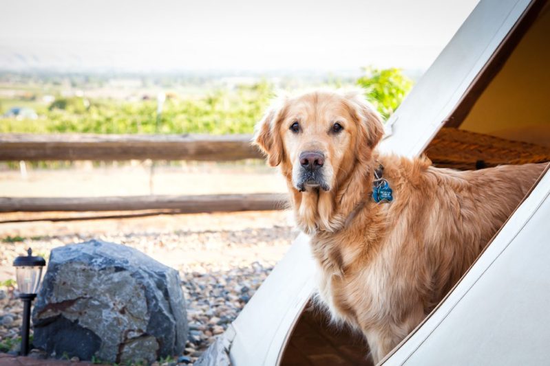 Best Dog Friendly Resorts Washington State