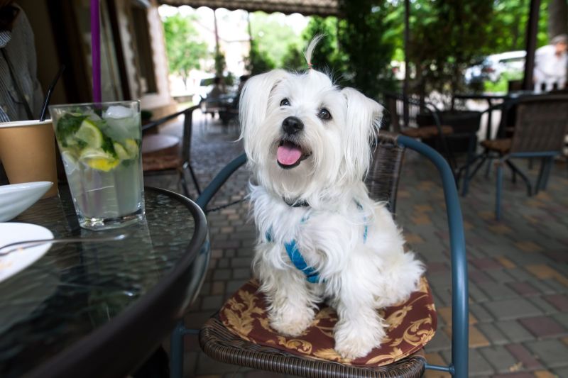 Best Dog Friendly Restaurants Key West