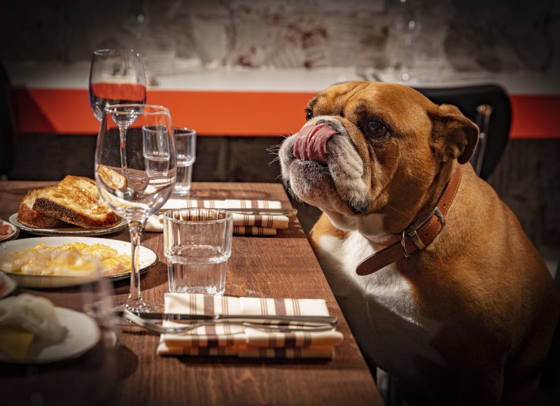 Best Dog Friendly Restaurants York