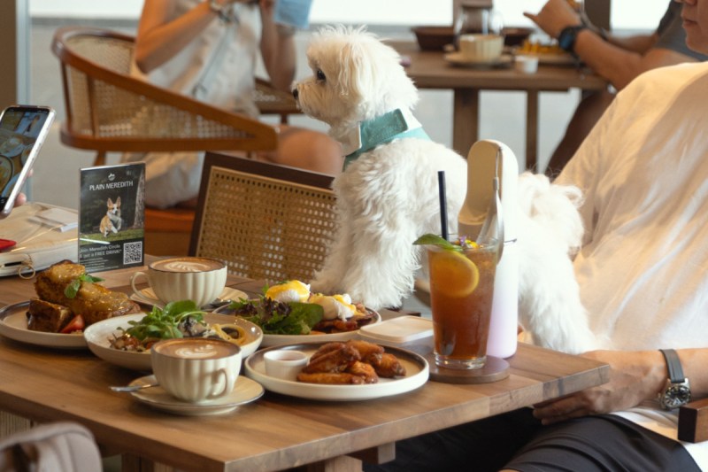 Best Dog Friendly Restaurants