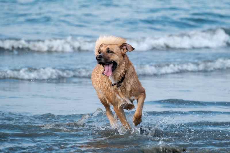 Best Dog Friendly Swimming Holes Near Me