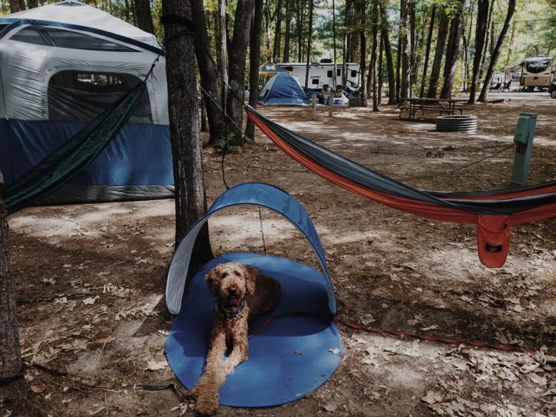 Best Dog-friendly Tents