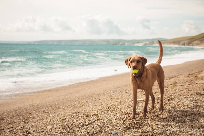 Best Dog Friendly Towns Uk