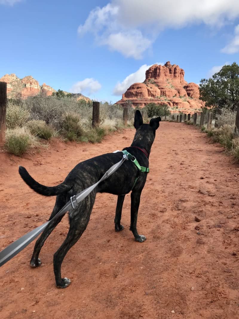 Best Dog Friendly Trails Near Me