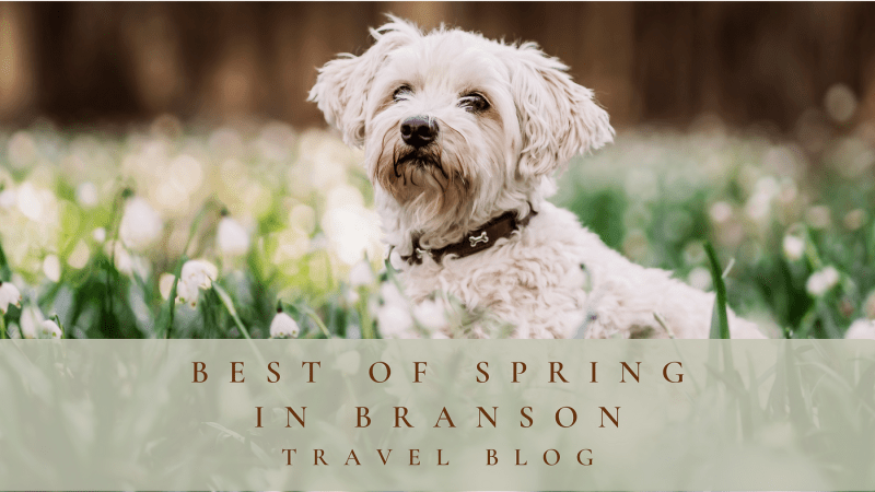 Best Dog Friendly Vacation Spots