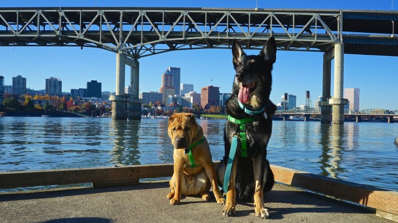 Best Dog Friendly Vacations Near New Jersey