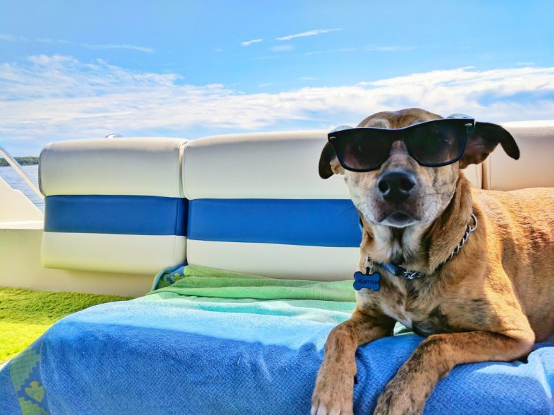 Best Dog Friendly Vacations