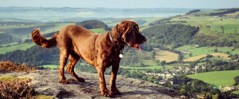 Best Dog Friendly Walks Near Me