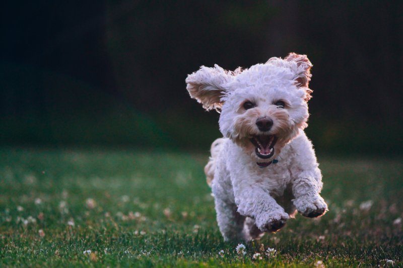 Best Dog Friendly Weed Killer