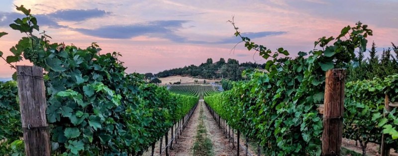 Best Dog Friendly Wineries In Napa