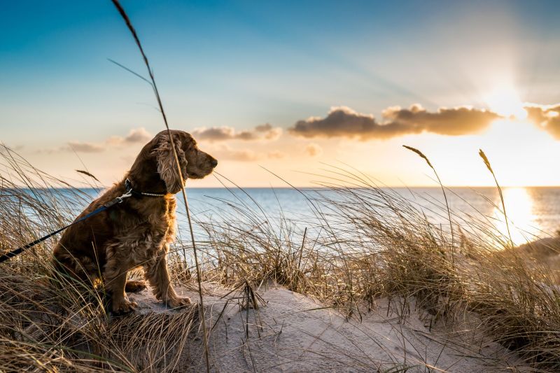 Best Pet Friendly Beaches On East Coast