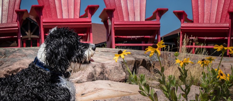 Best Pet Friendly Resorts Usa