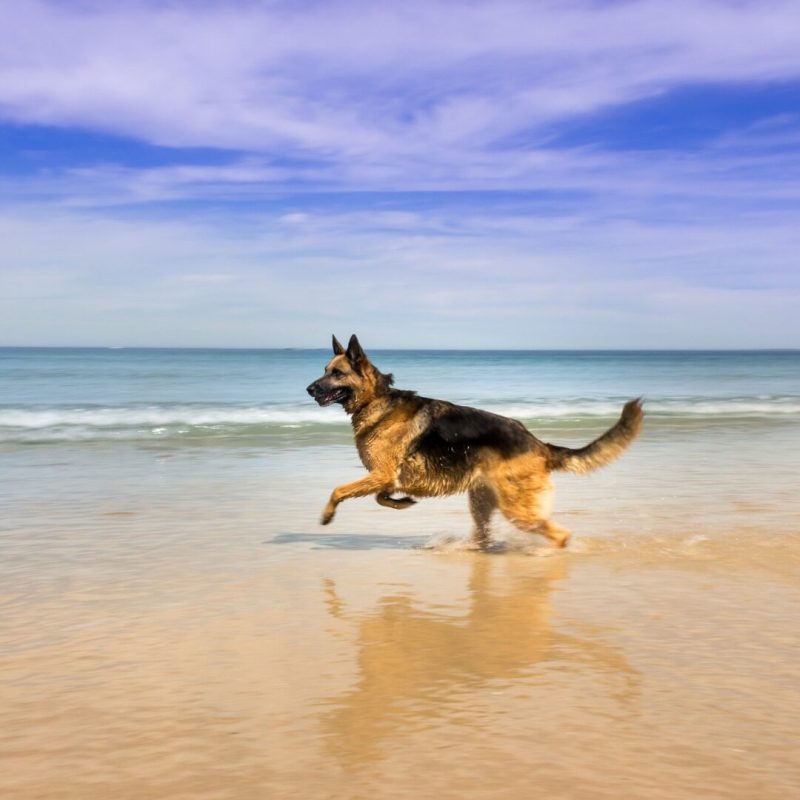 Best Vacations With Dogs Midwest