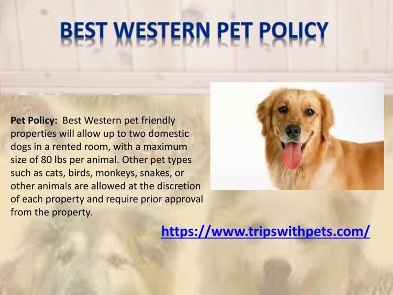 Best Western Dog Friendly Near Me