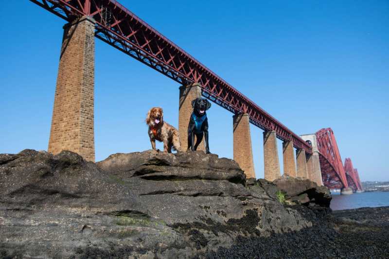 Day Trips With Dogs Scotland