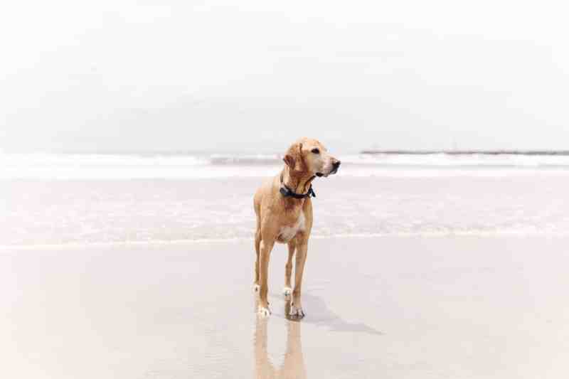 Day Trips With Dogs Southern California