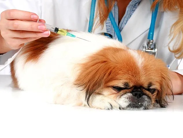 Dog Flu Vaccine Near Me