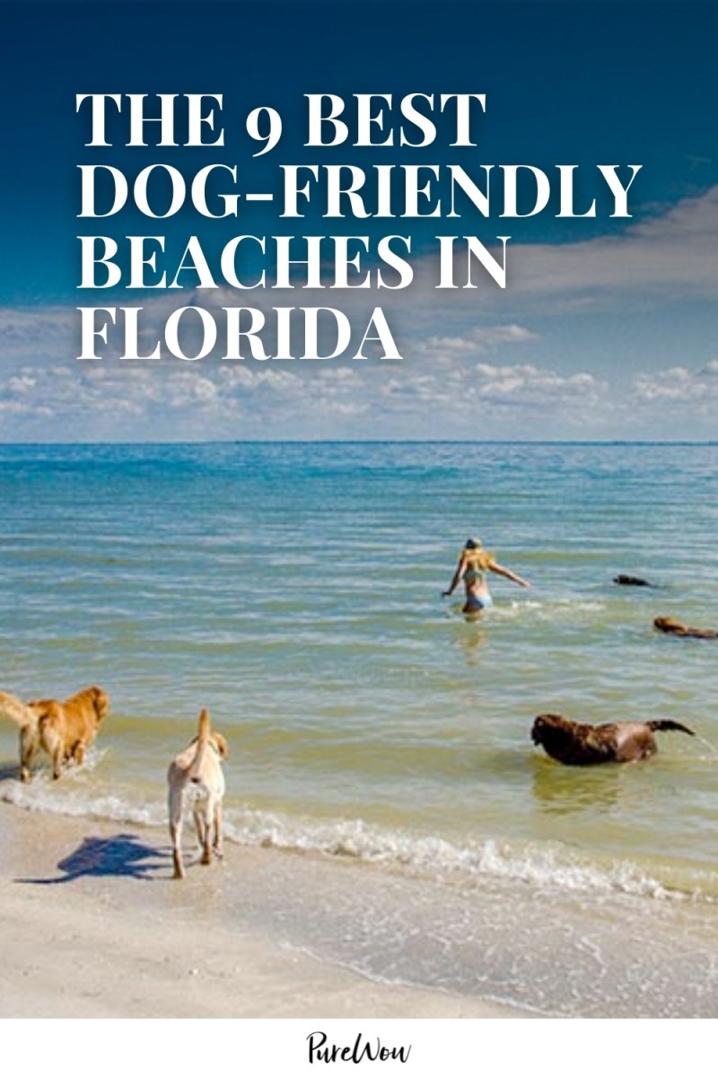 Dog Friendly Beach Vacations Near Me