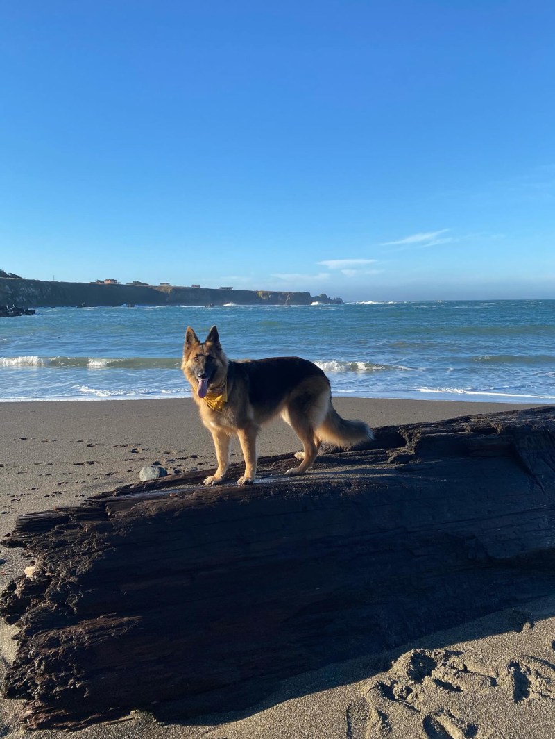 Dog Friendly Beaches East Coast