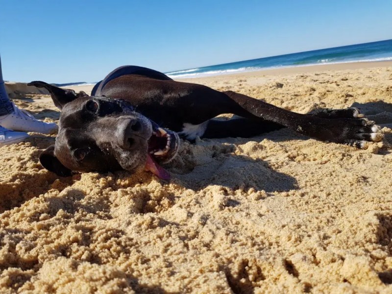 Dog Friendly Beaches Eastern Suburbs