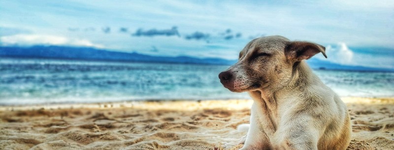 Dog Friendly Beaches Near Me In Summer