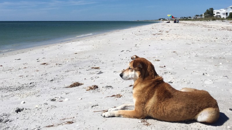 Dog Friendly Beaches On East Coast Of Florida