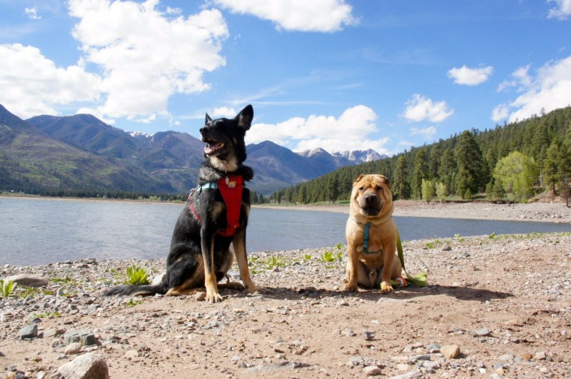 Dog Friendly Day Trips Near Me