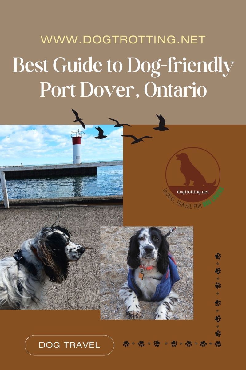 Dog Friendly Destinations Near Me