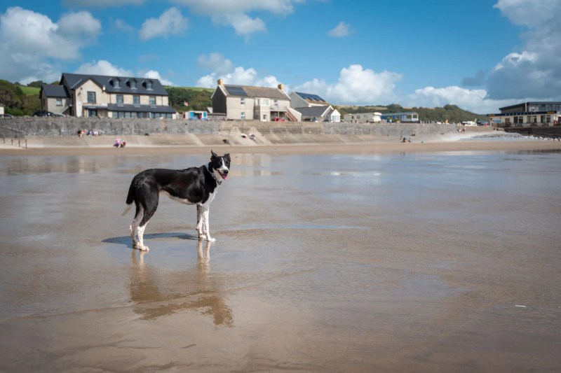 Dog Friendly Family Holidays Uk