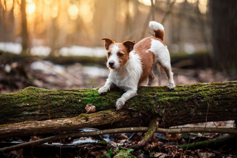 Dog Friendly Holidays Devon And Dorset