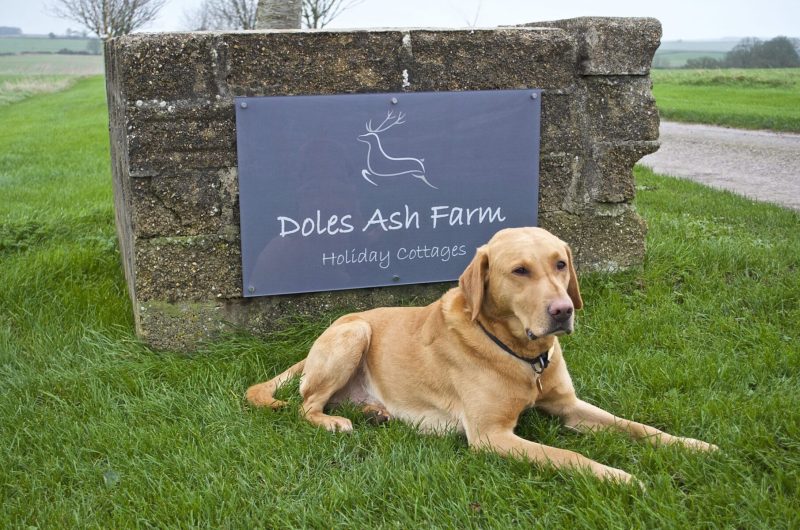 Dog Friendly Holidays Dorset