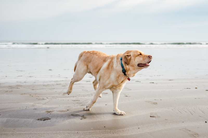 Dog Friendly Holidays Kent