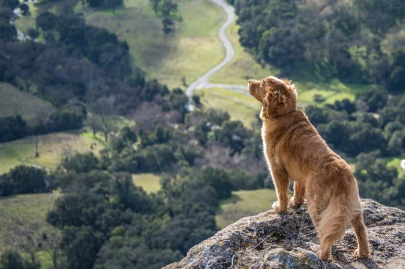 Dog Friendly Holidays Looe Cornwall