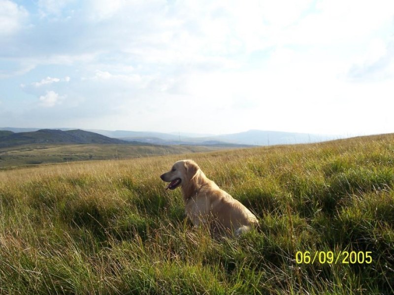 Dog Friendly Holidays Wales