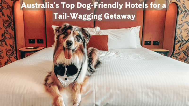 Dog Friendly Hotels On East Coast