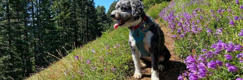 Dog Friendly Lodging Near Eugene Or