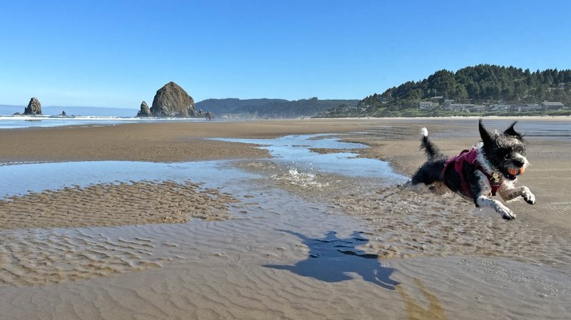 Dog Friendly Lodging Oregon Coast