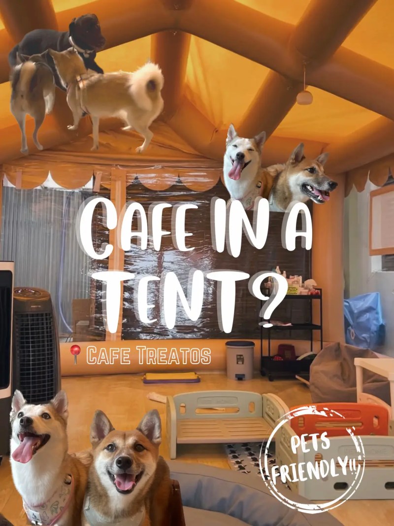 Dog Friendly Near Me Cafe