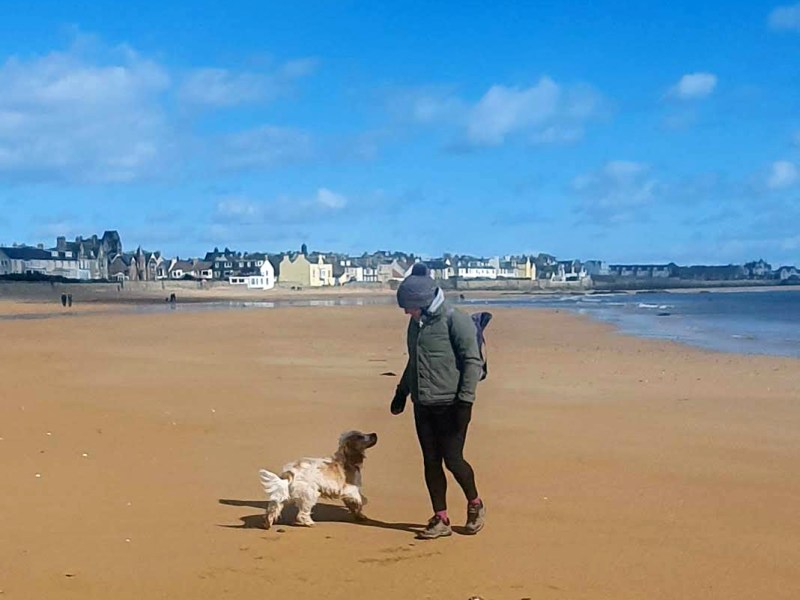 Dog Friendly Places Near Me To Stay