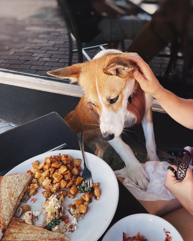 Dog Friendly Places To Eat Breakfast Near Me