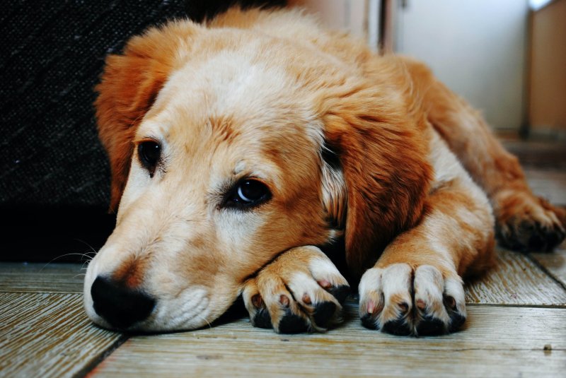 Dog Friendly Pubs Near Me Open Now